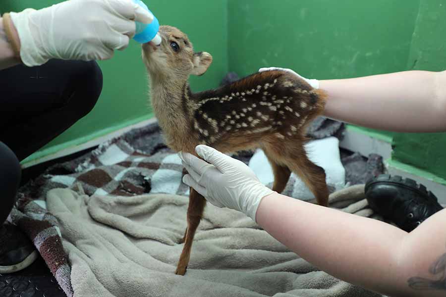 Cervo resgatado em uma Operação Policial recebe cuidados por profissionais espeicalizados na Udesc em Lages
