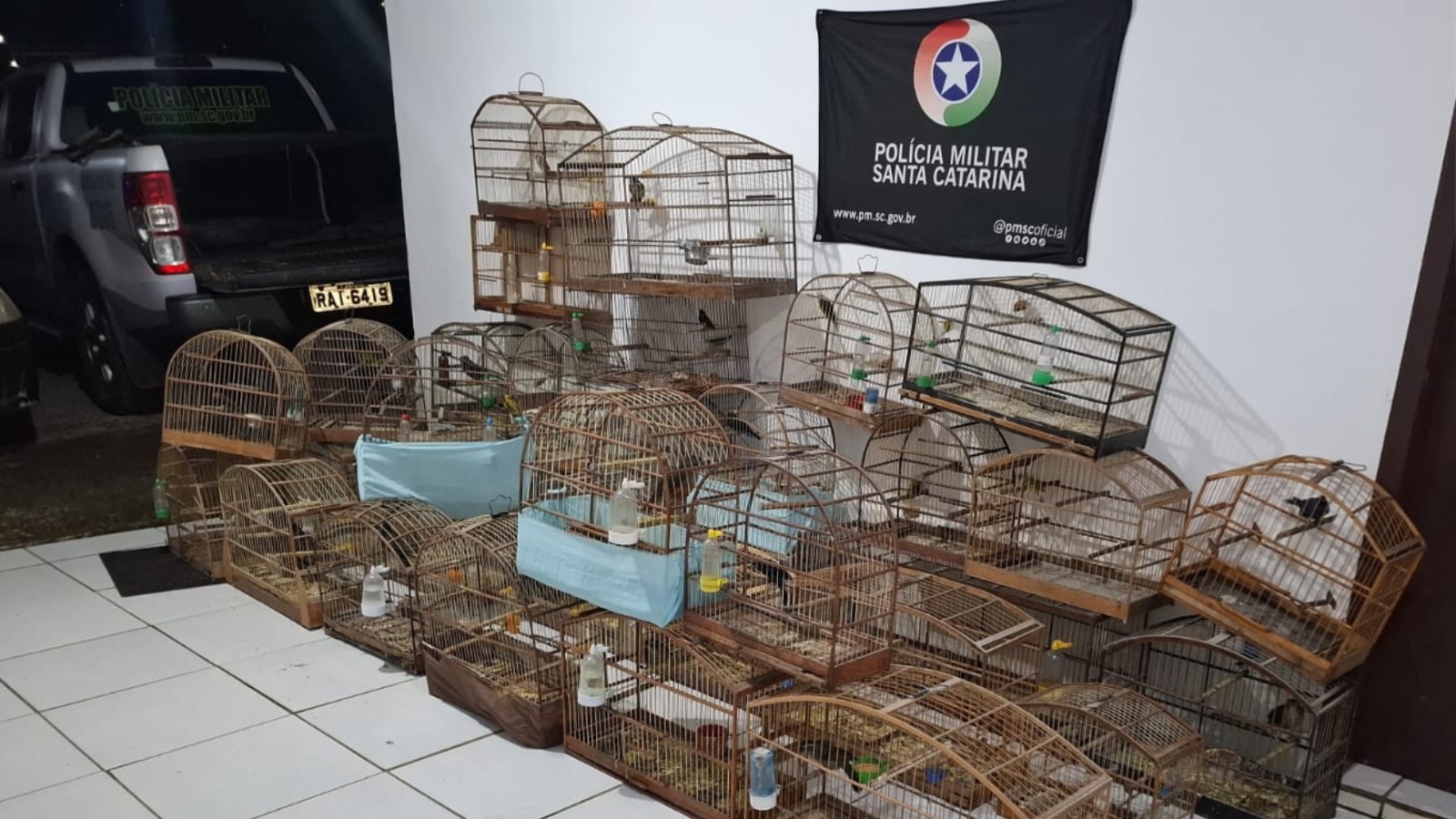 Trinta e cinco pássaros mantidos em cativeiro são resgatados em Lages