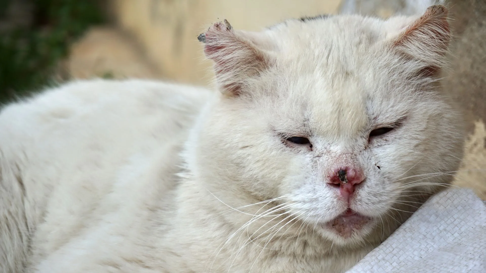 400-gatos-em-condicoes-precarias-sao-resgatados-de-apartamento-em-Concordia